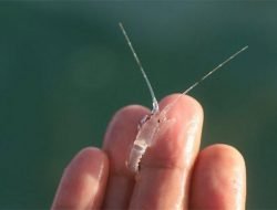 Pernah ditangkap KPK, Bisnis Benih Lobster Terus Berkembang