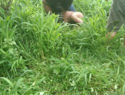 Maling Motor di Masjid,Pelaku di Tembus Peluru Petugas