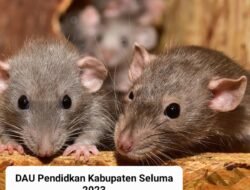 Dugaan Korupsi Pengelolaan DAU Pendidkan Kabupaten Seluma 2023 Diperiksa Polisi