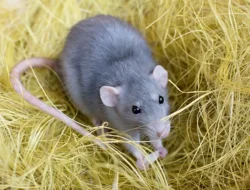 Dugaan Korupsu DD ADD Desa Rindu Hati, Kasat Reskrim: Kades Sudah Dipanggil