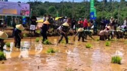 Cetak Sawah Sukses,Bengkulu Berpotensi Hasilkan 28 Ribu Gabah Kering