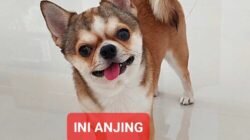 Penjilat Yang Berkarya Tengah Tantangan Zaman
