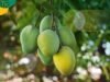 Di Kasih Buah Mangga,Siswi SD di Cabul Pria usia 53 tahun