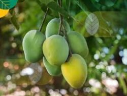 Di Kasih Buah Mangga,Siswi SD di Cabul Pria usia 53 tahun